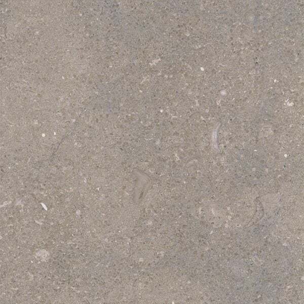 fossil limestone 1