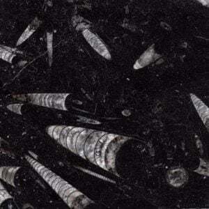 nero fossile sample